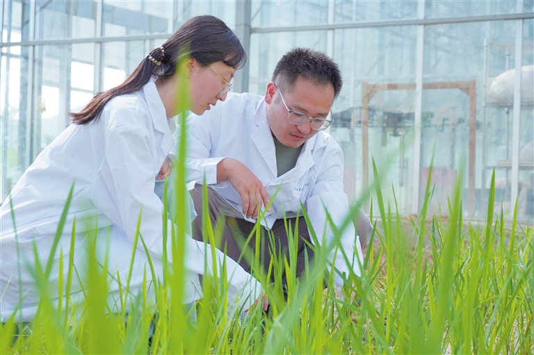 茶稻誕生！三亞科研新突破引領農業生物技術開發